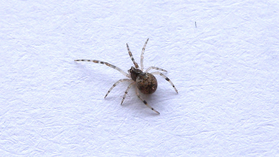Parasteatoda sp.